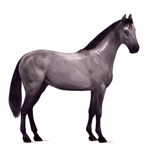 jezdecký kůň islandský kůň hnědák