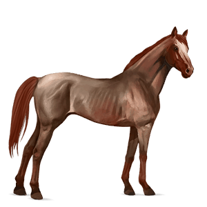 jezdecký kůň anglický plnokrevník Červený bělouš