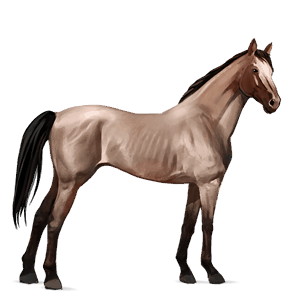jezdecký kůň anglický plnokrevník játrový ryzák