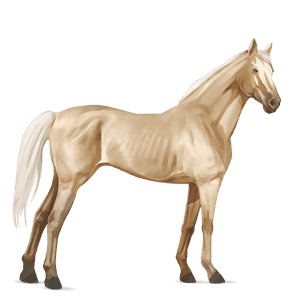 jezdecký kůň anglický plnokrevník palomino