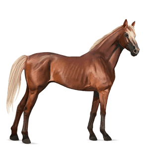 jezdecký kůň anglický plnokrevník játrový ryzák