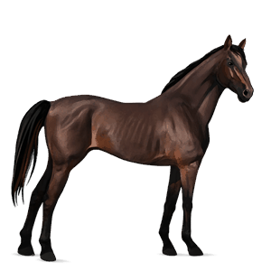 jezdecký kůň anglický plnokrevník hnědák