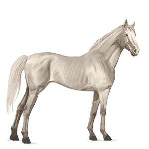 jezdecký kůň anglický plnokrevník cremello