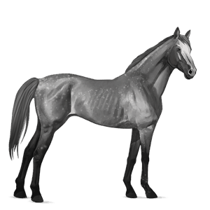 jezdecký kůň anglický plnokrevník Černý ryzák