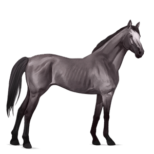 jezdecký kůň anglický plnokrevník hnědák