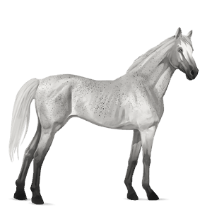 jezdecký kůň anglický plnokrevník světlý ryzák