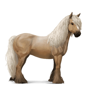jezdecký kůň irský tinker palomino