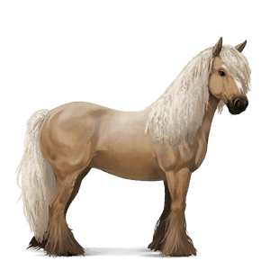 jezdecký kůň irský tinker palomino tobiano