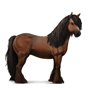 jezdecký kůň irský tinker hnědák