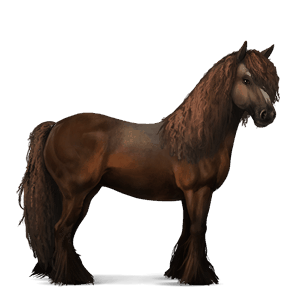 jezdecký kůň finský kůň vraník