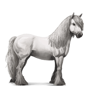 jezdecký kůň islandský kůň Černý ryzák