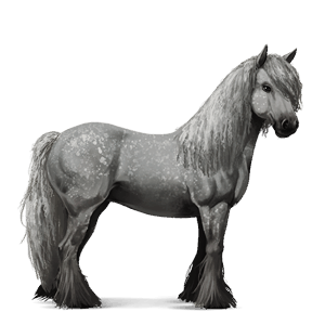 jezdecký kůň american paint horse vraník tobiano