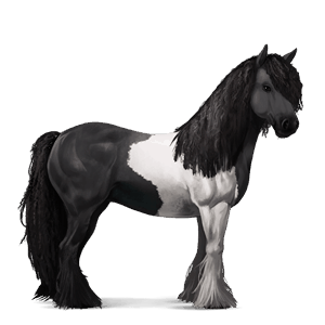 jezdecký kůň irský tinker Černý ryzák tobiano