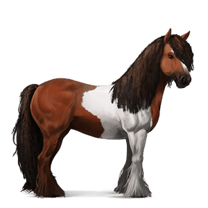 jezdecký kůň irský tinker tmavý hnědák tobiano