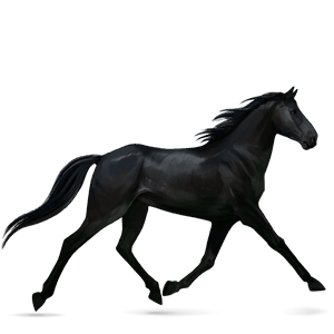 jezdecký kůň tennesseeský mimochodník vraník
