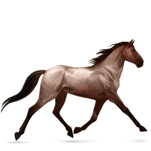 jezdecký kůň světlý ryzák