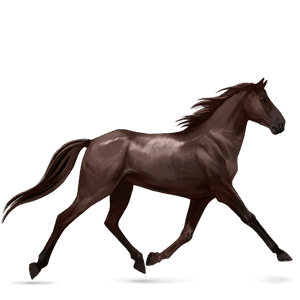 jezdecký kůň Černý ryzák