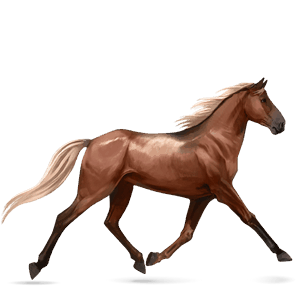 jezdecký kůň arabský plnokrevník světlý ryzák
