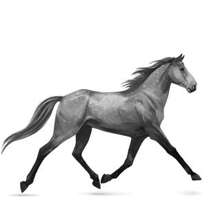 jezdecký kůň andaluský kůň bělouš