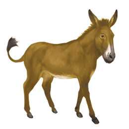osel standardní osel hnědý