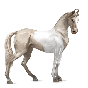 jezdecký kůň arabský plnokrevník bělouš
