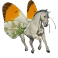 jezdecký kůň palomino tobiano