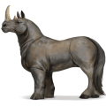 divoký kůň nosorožec