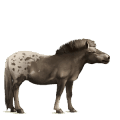 jezdecký kůň american paint horse ryzák tobiano