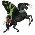 jezdecký kůň Černý ryzák