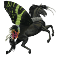jezdecký kůň appaloosa vraník