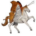 poník fjordský kůň brunblakk