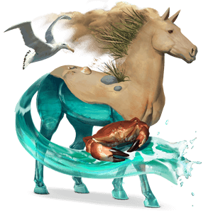 poník shetlandský pony plavák
