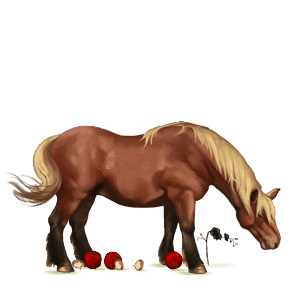 poník shetlandský pony tmavý hnědák