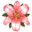 heřina lilie