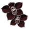 orchidee-noire_v1611067354.png