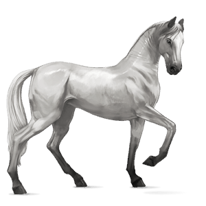 jezdecký kůň achaltekinský kůň bělouš