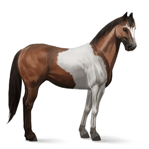 jezdecký kůň american paint horse ryzák overo