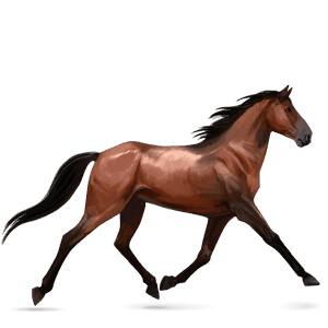 jezdecký kůň francouzský klusák hnědák