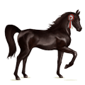 jezdecký kůň arabský plnokrevník myšák