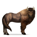 divoký kůň bizon