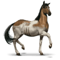 divoký kůň chincoteague