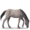 divoký kůň dülmenský pony