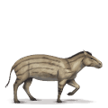 prehistorický kůň hyracotherium