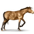 divoký kůň misaki pony
