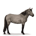 prehistorický kůň tarpan
