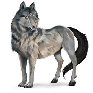 divoký kůň vlk