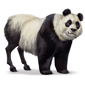 divoký kůň panda