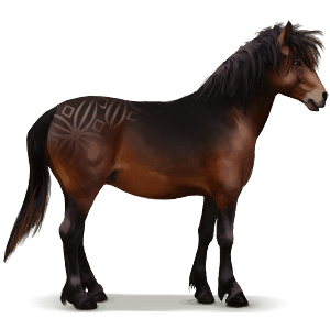 divoký kůň dartmoorský pony