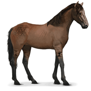 divoký kůň namibijský kůň