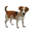 compagnon-chien.png